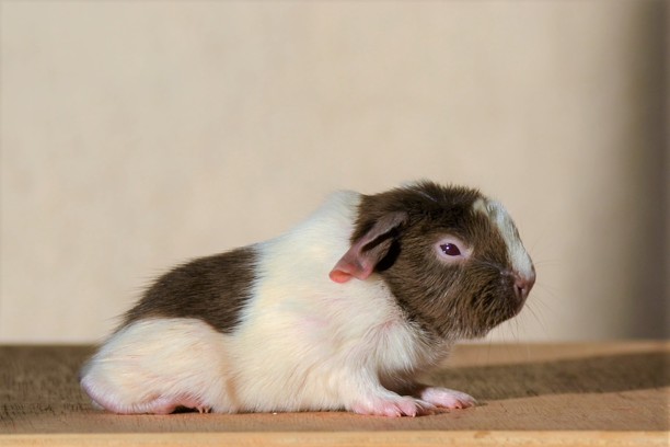 samice Alexa - zůstává