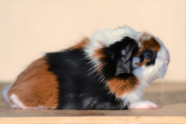 samec Aramis rezervace J.S.