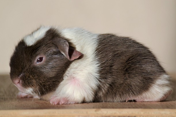 samice Alma zatím zůstává