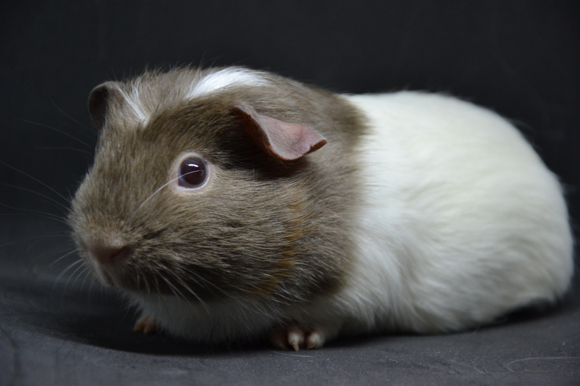 samička z vrhu Ch na prodej